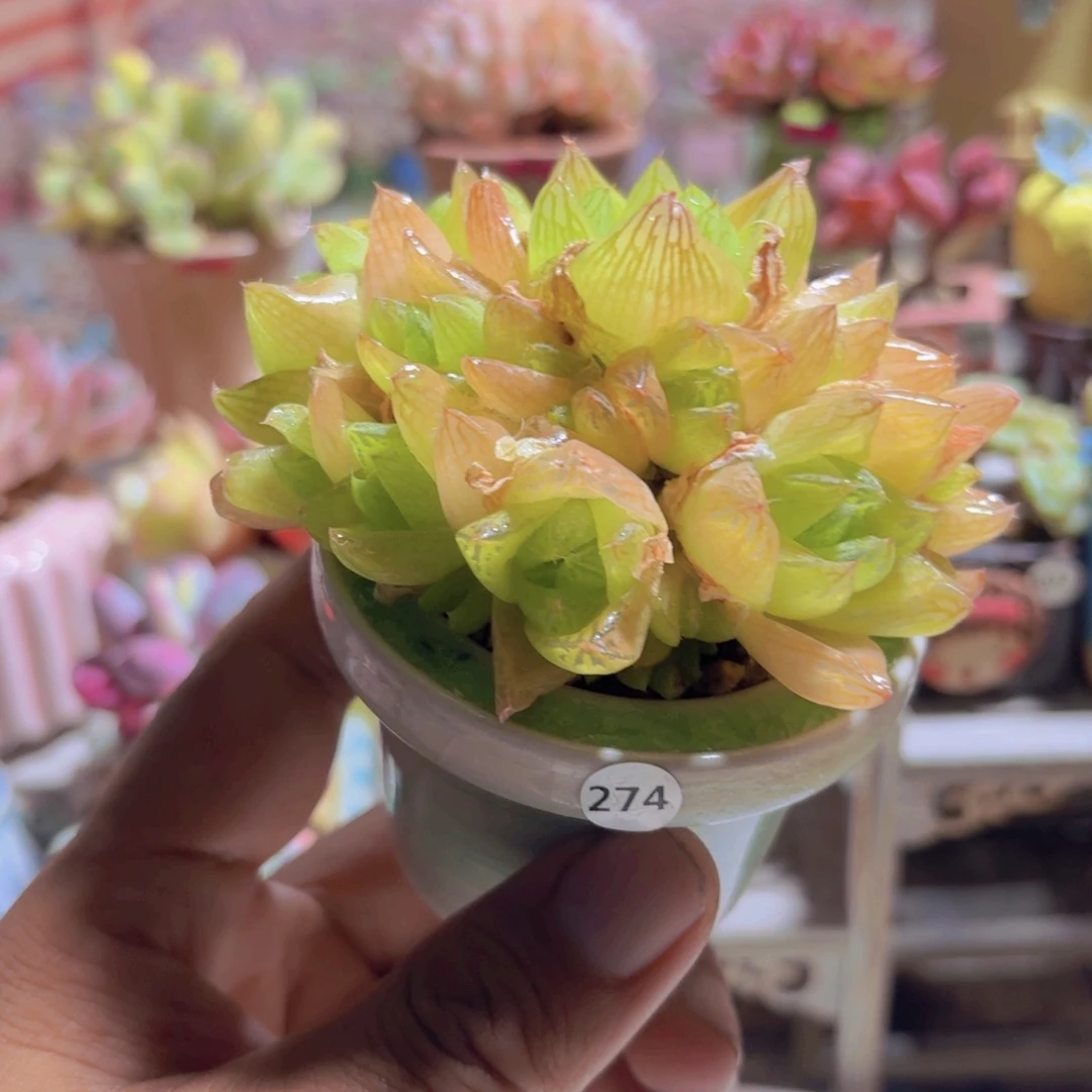 一物一拍编号274