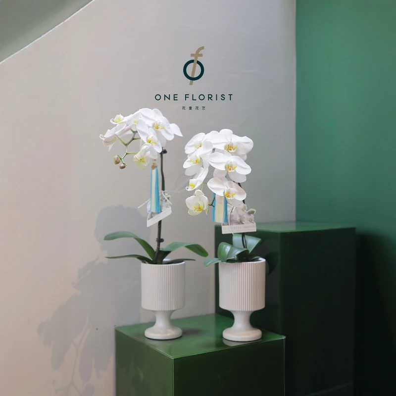 蝴蝶兰花盆陶瓷酒杯瓷器北欧ins风室内绿植通用盆栽电视柜装饰品