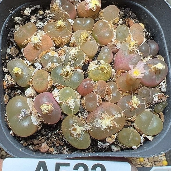 522号特价毛，汗尼xyxyxyxyxyxyx