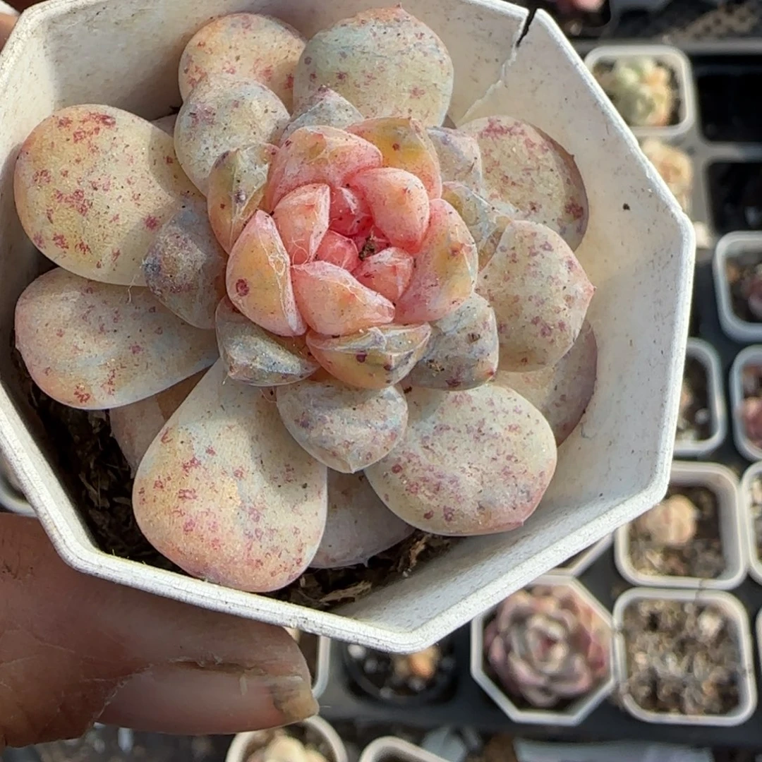 多肉小卡拉米糖心一物一拍