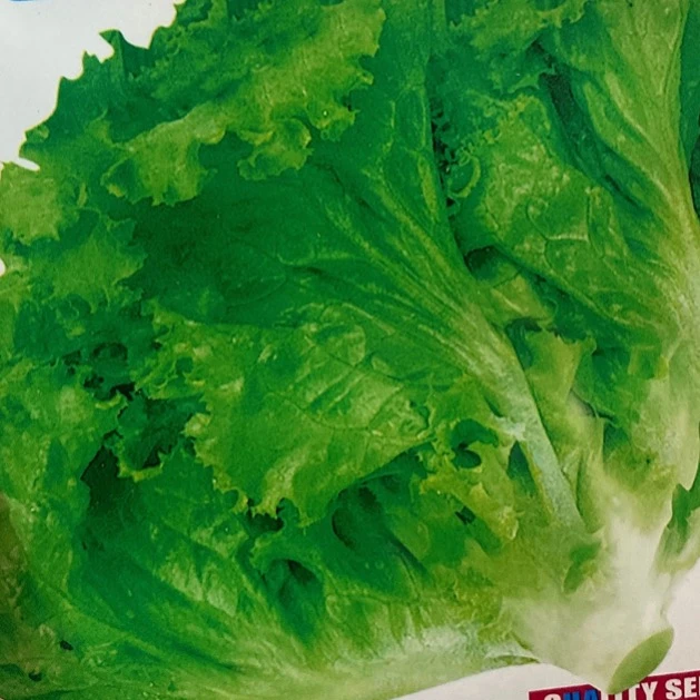 jj奶油生菜种子拍今年新种今年新种