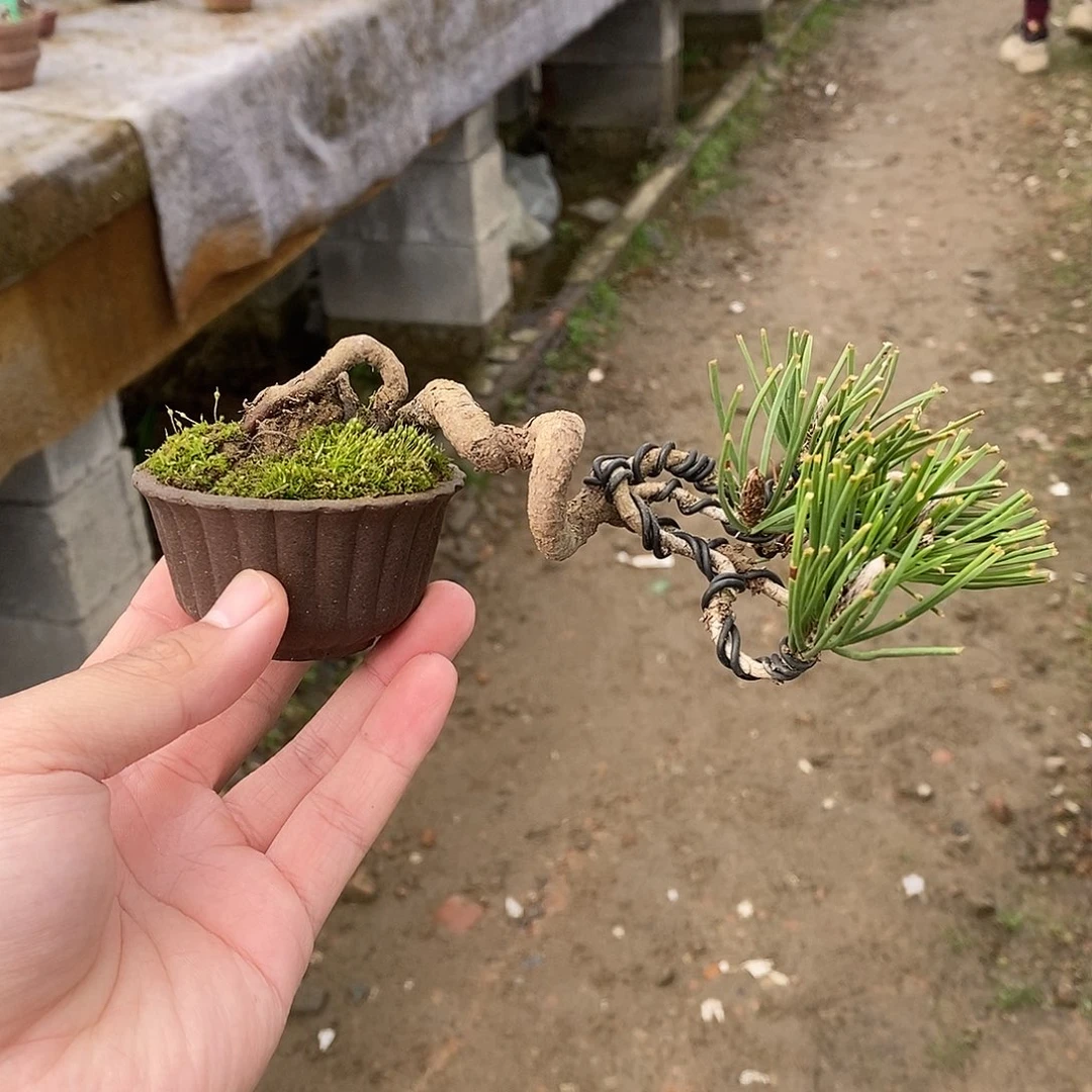 红陶明*松树等经济作物的