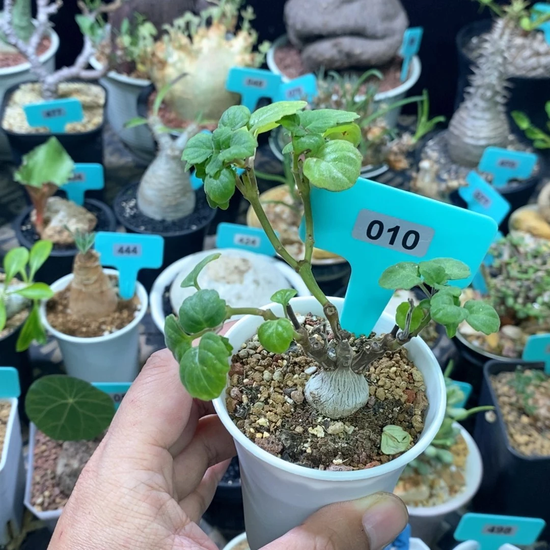 爱氏延命草多肉植物