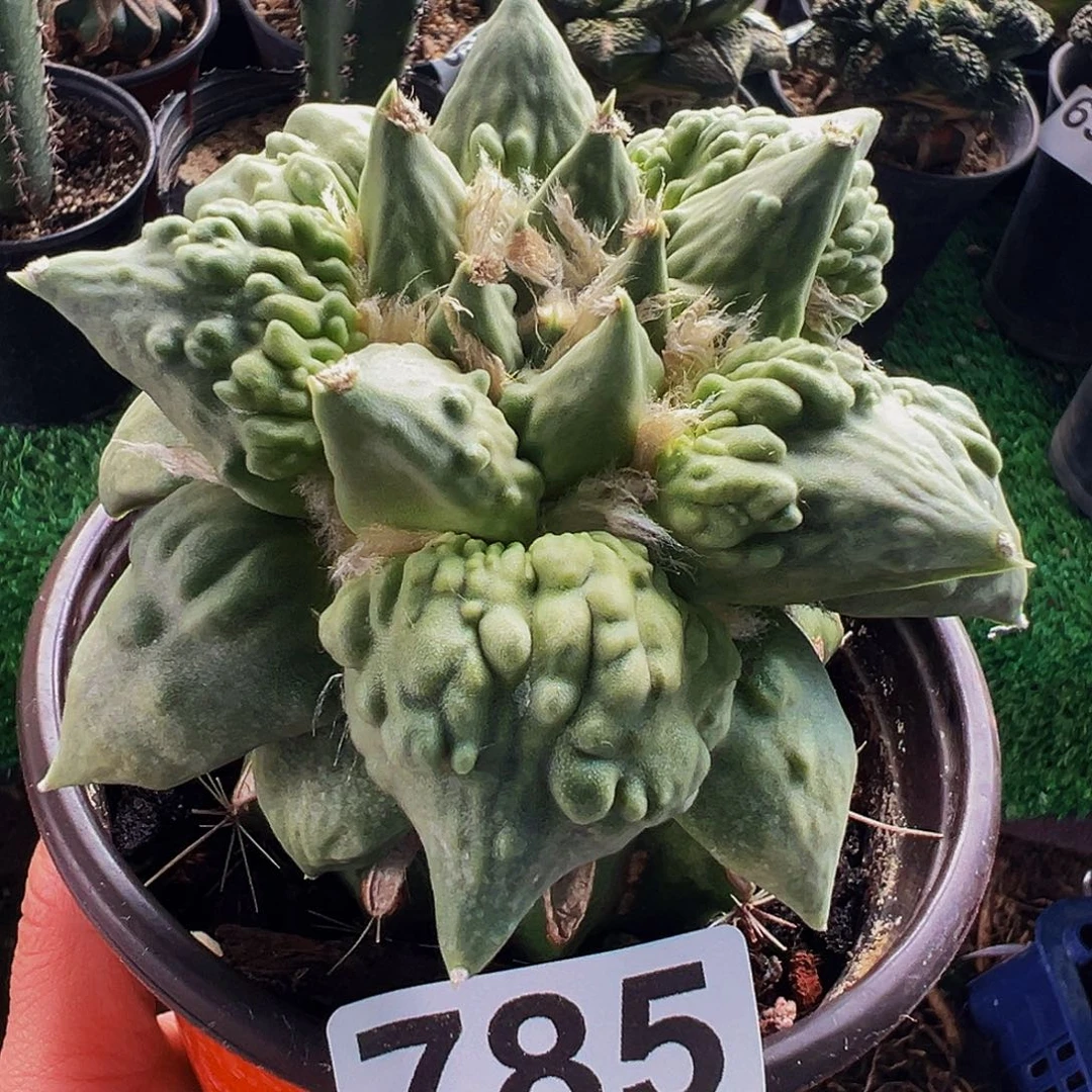 无花朵福利怒涛牡丹785