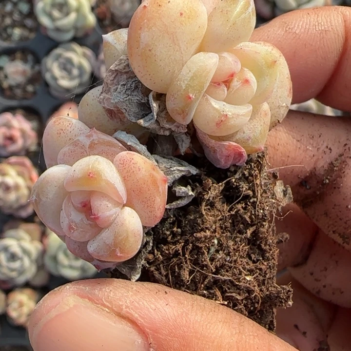 小卡拉米糖心一物一拍