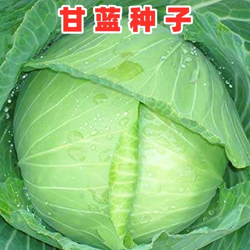 【特大莲花白包菜种子】耐热耐寒四季种植盆栽地栽阳台小院种植秋播