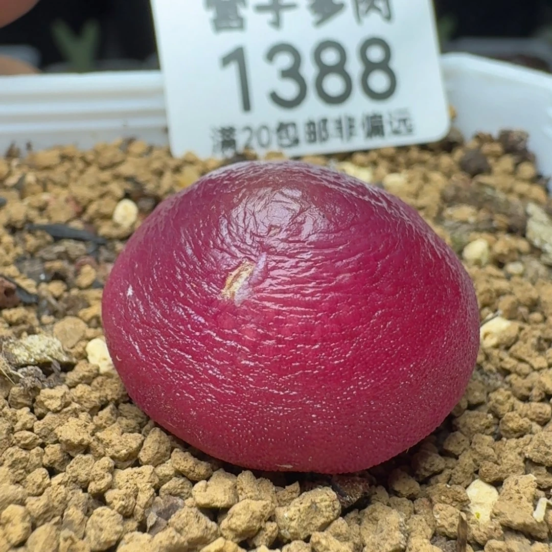 灯泡2.4带盆土。