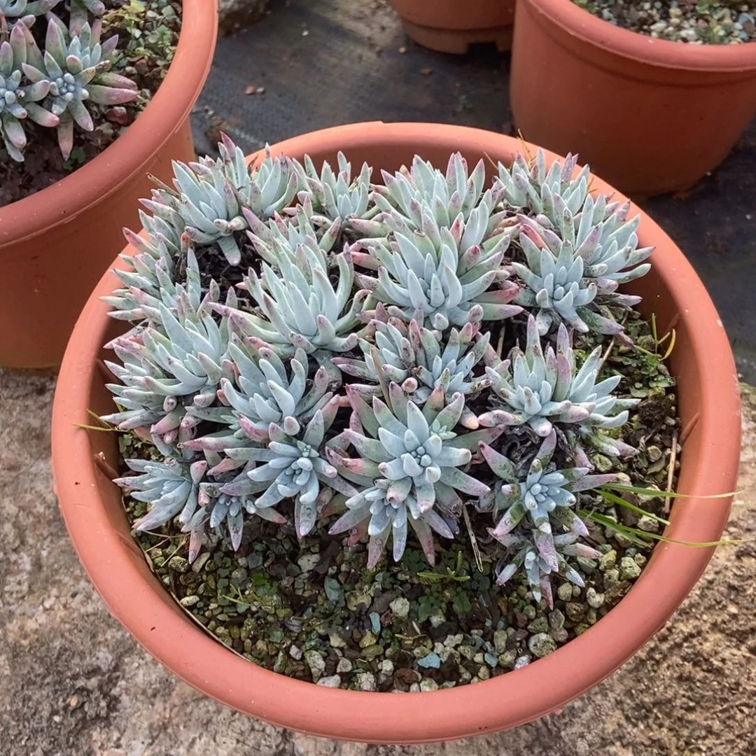 雪花多肉植物啦啦啦