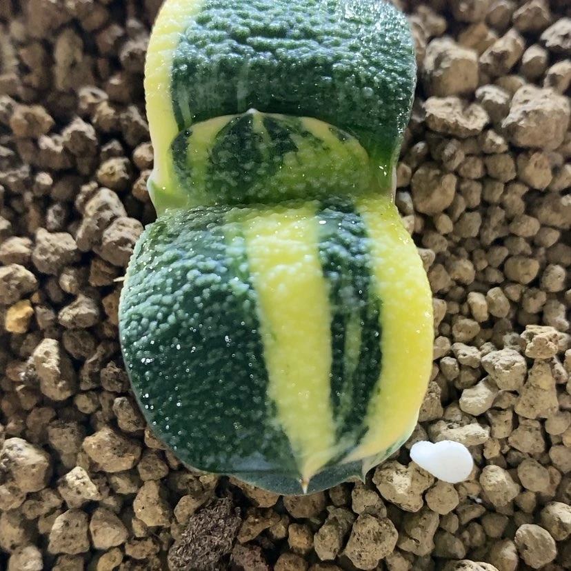 【闪购商品】卧牛锦