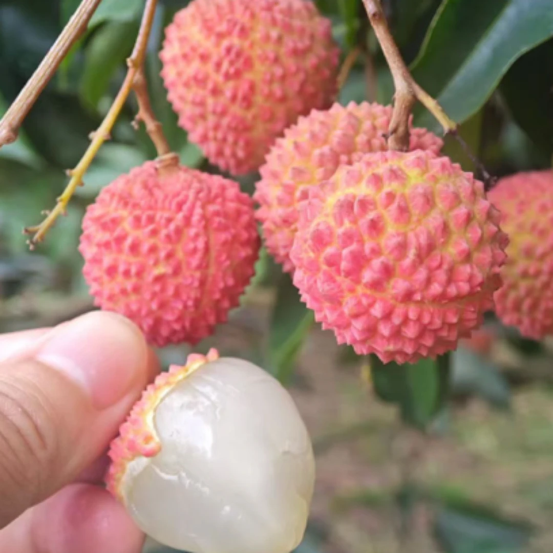 桂味荔枝广东省