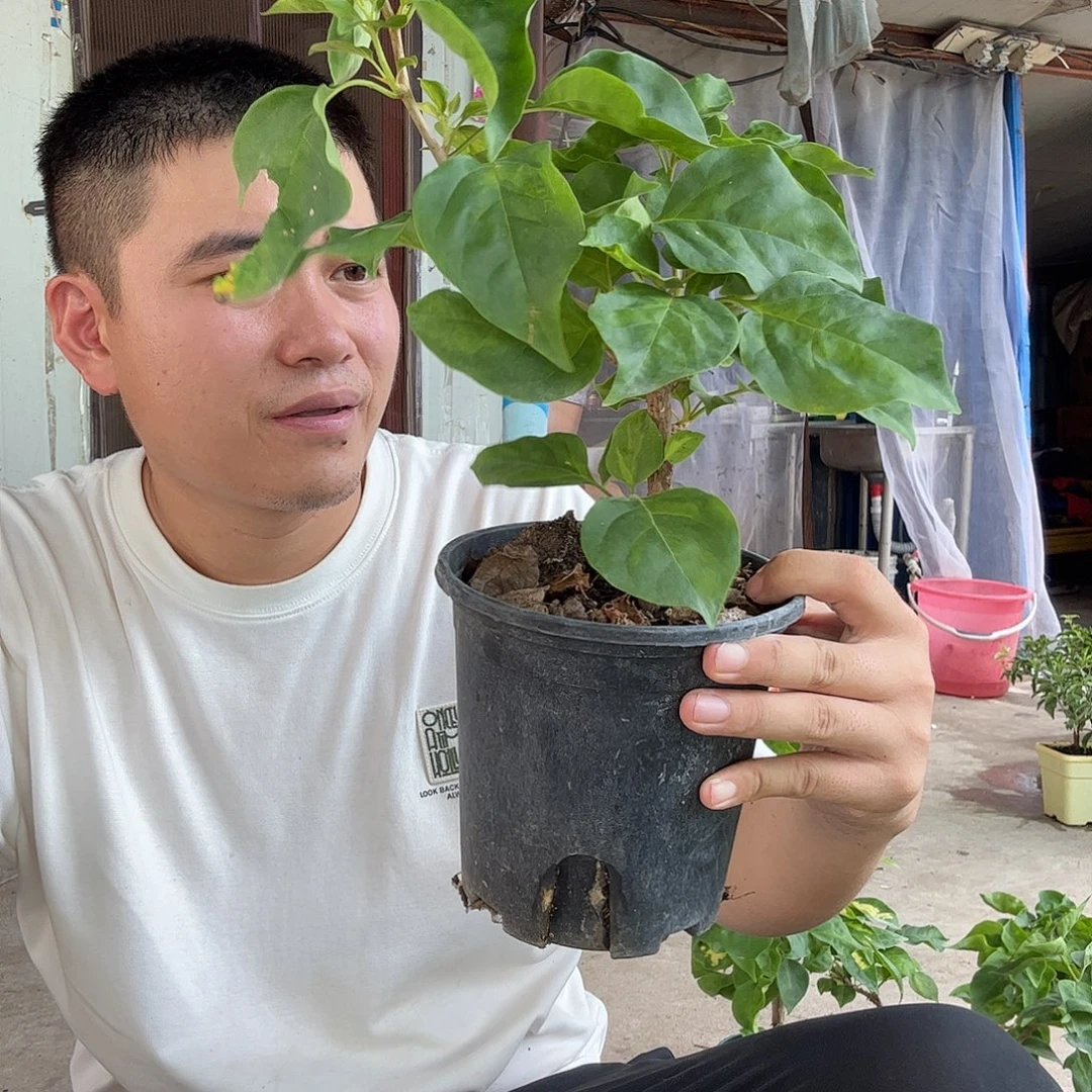无花朵三角梅48号