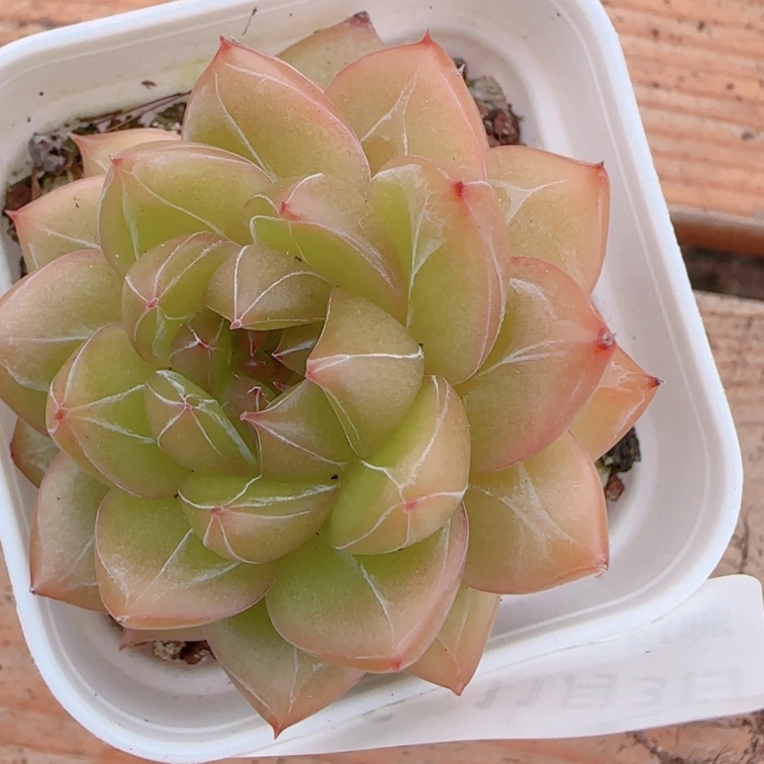 c***n花语逸镜1103-186