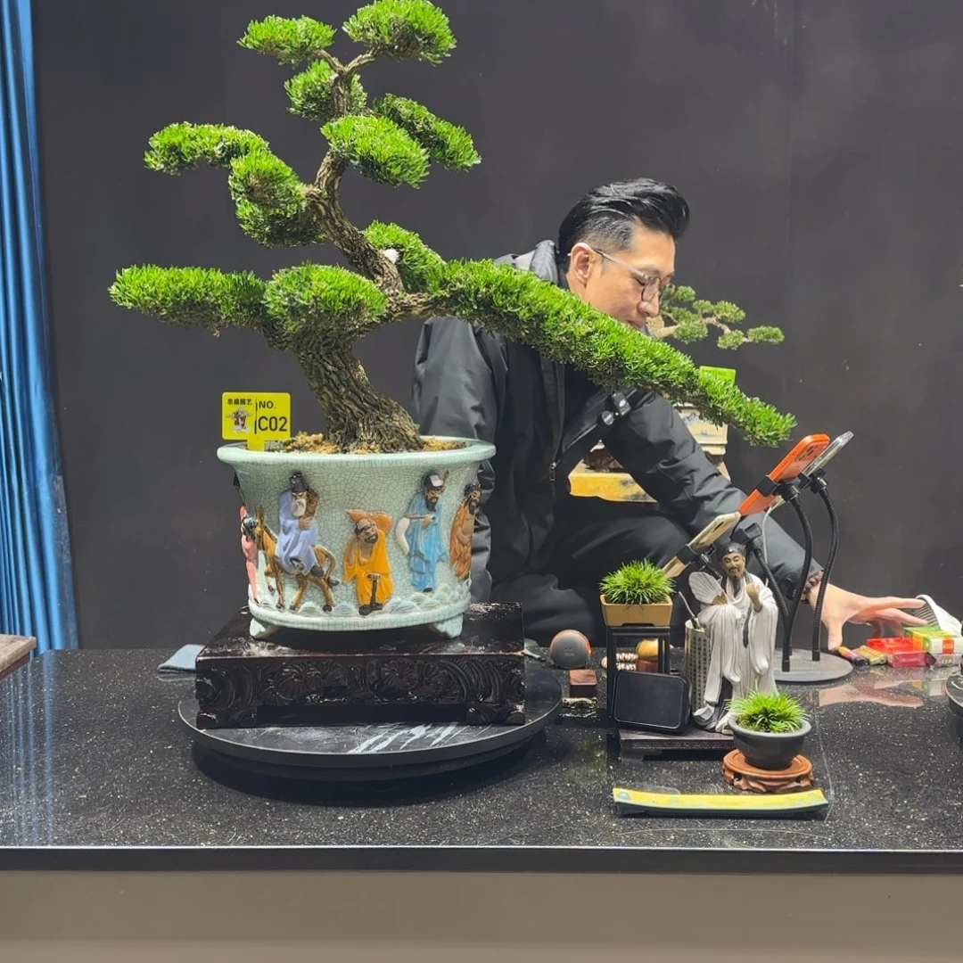 以实际为准黄杨室内室外盆景艺术