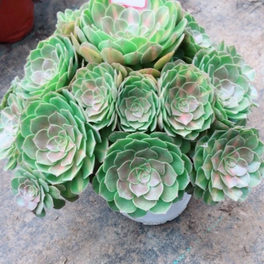 晚***。无花朵倾城中斑法师多肉植物16号