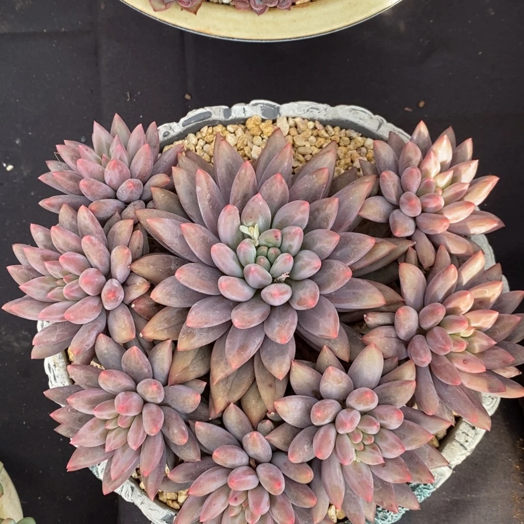 水晶球 一物一拍。