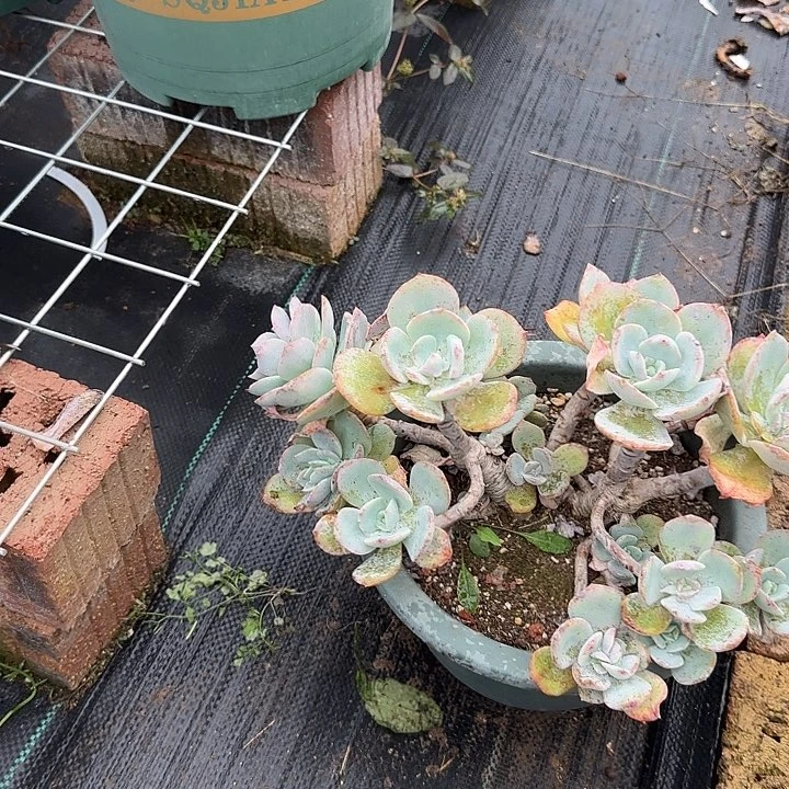 不*790有砍白凤脱土发货不退不换