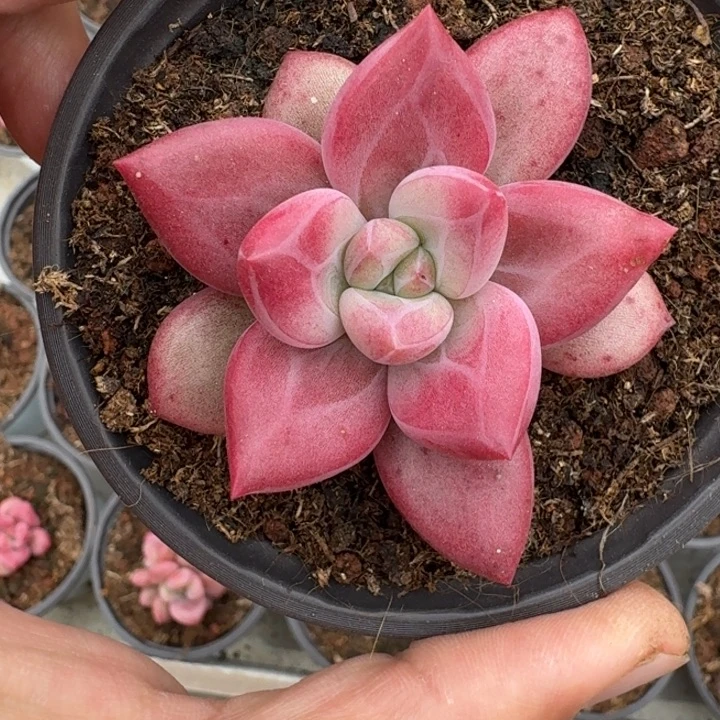 赫菲斯托 单头 一物一拍