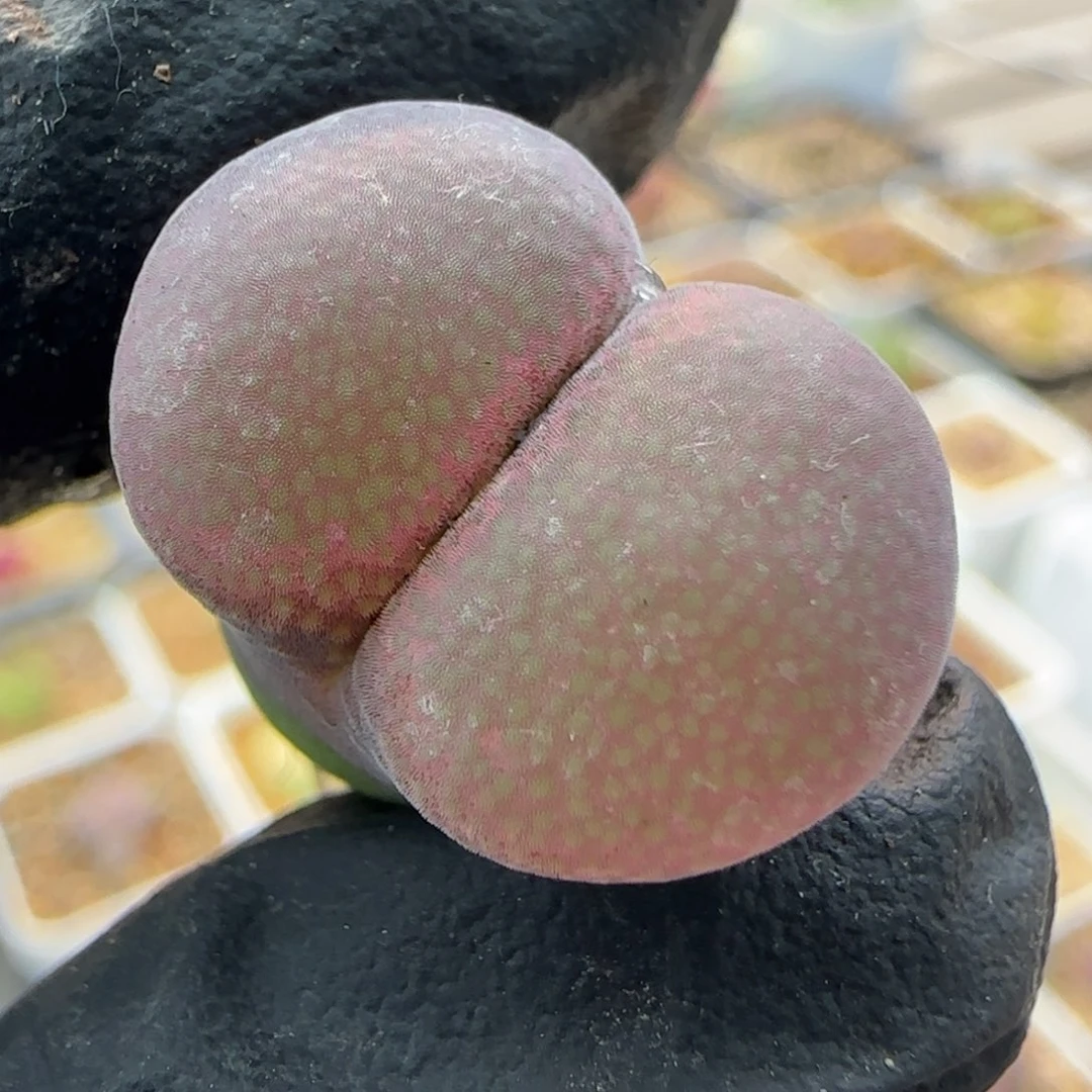 多肉大型风铃一颗12号