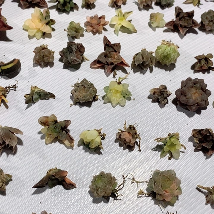 特价任选10颗十二卷多肉