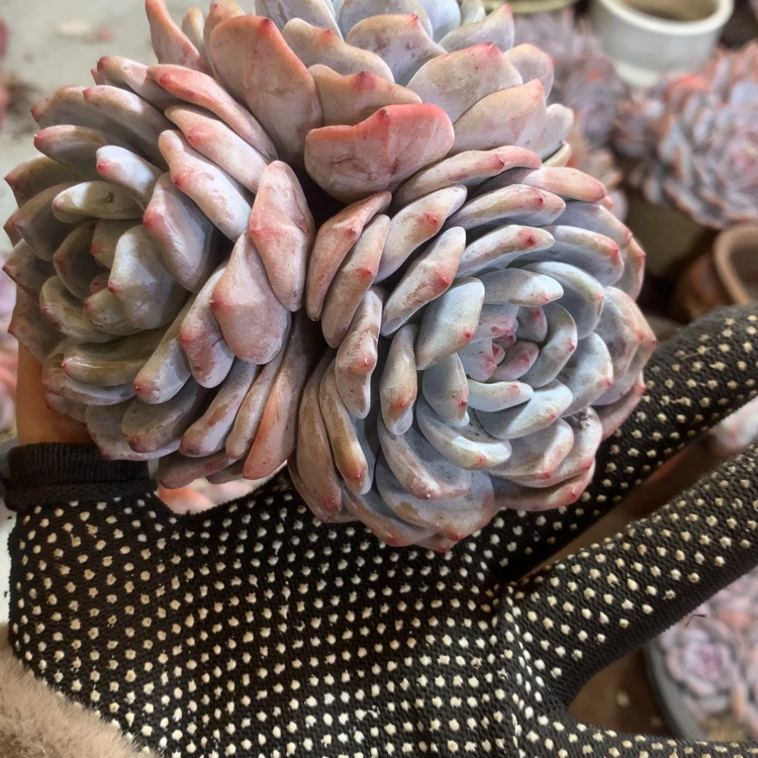 哈哈哈哈哈哈哈哈石榴籽