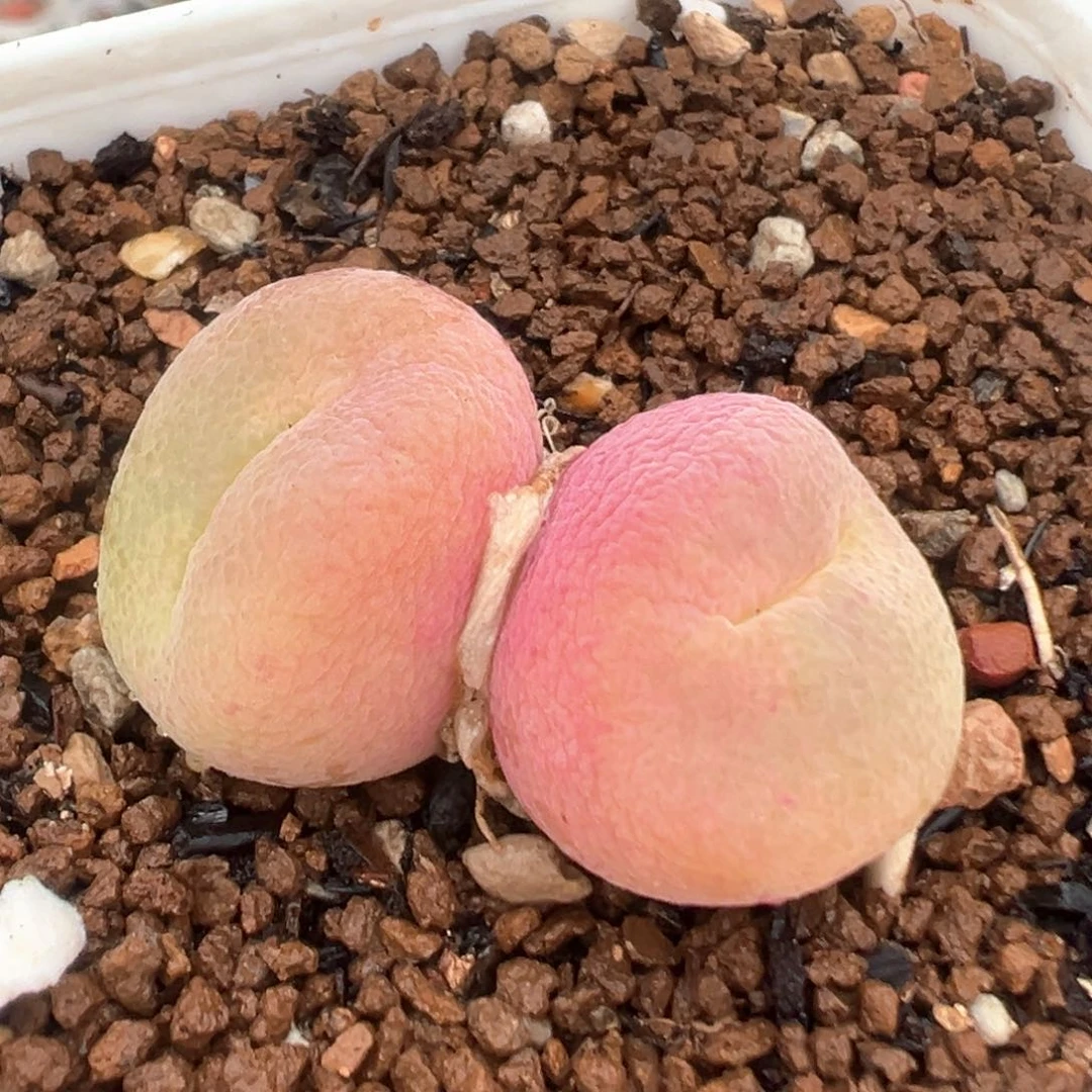 61多肉植物百科母本翠光
