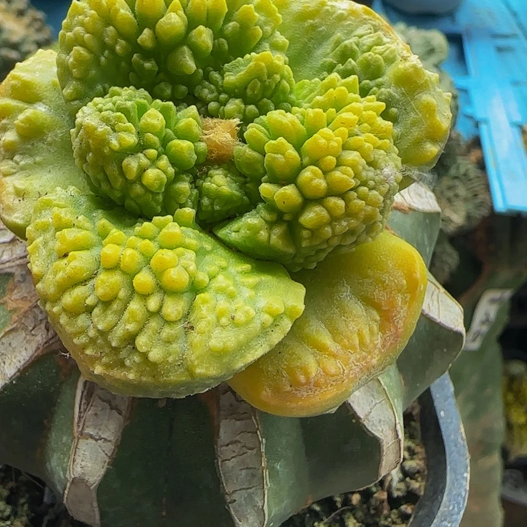 大尤菜花锦456仙人球
