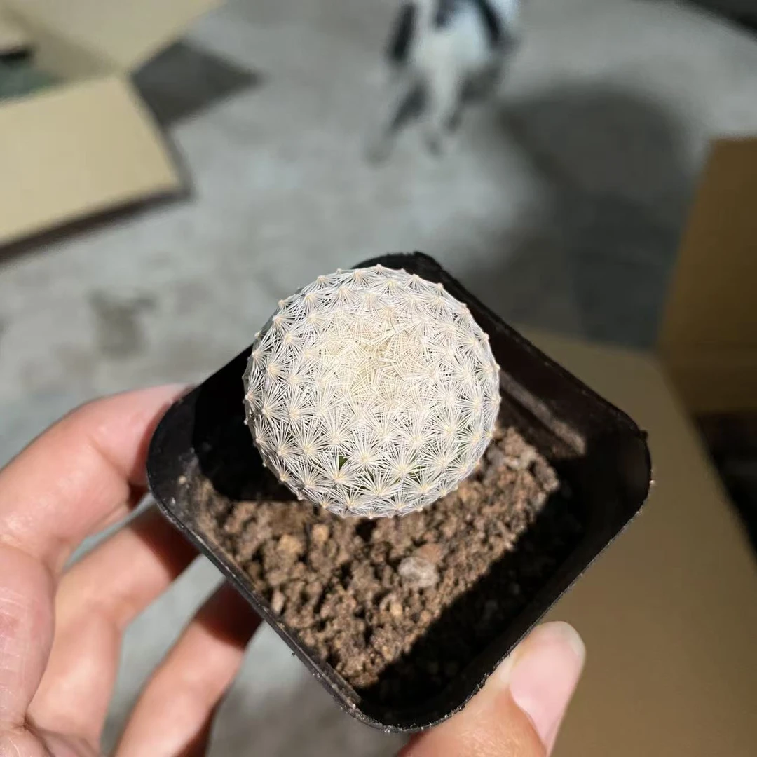 白岳丸带盆土     仙人球漳州基地直发 新手好养