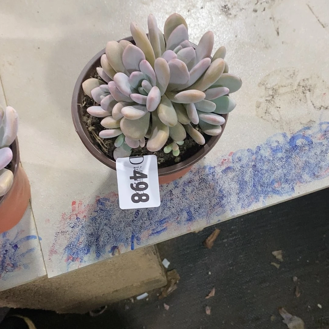 安***晏498粉兔多肉植物