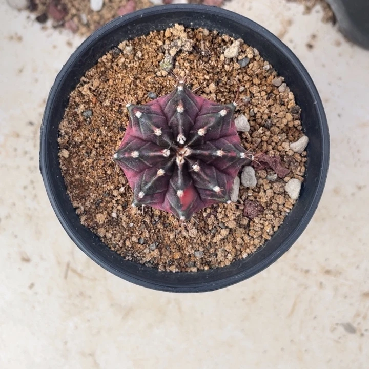 泰系米哈名品连雾000029