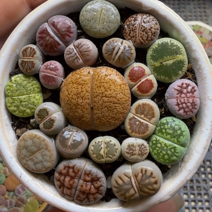 哈****多肉植物的生长紫95