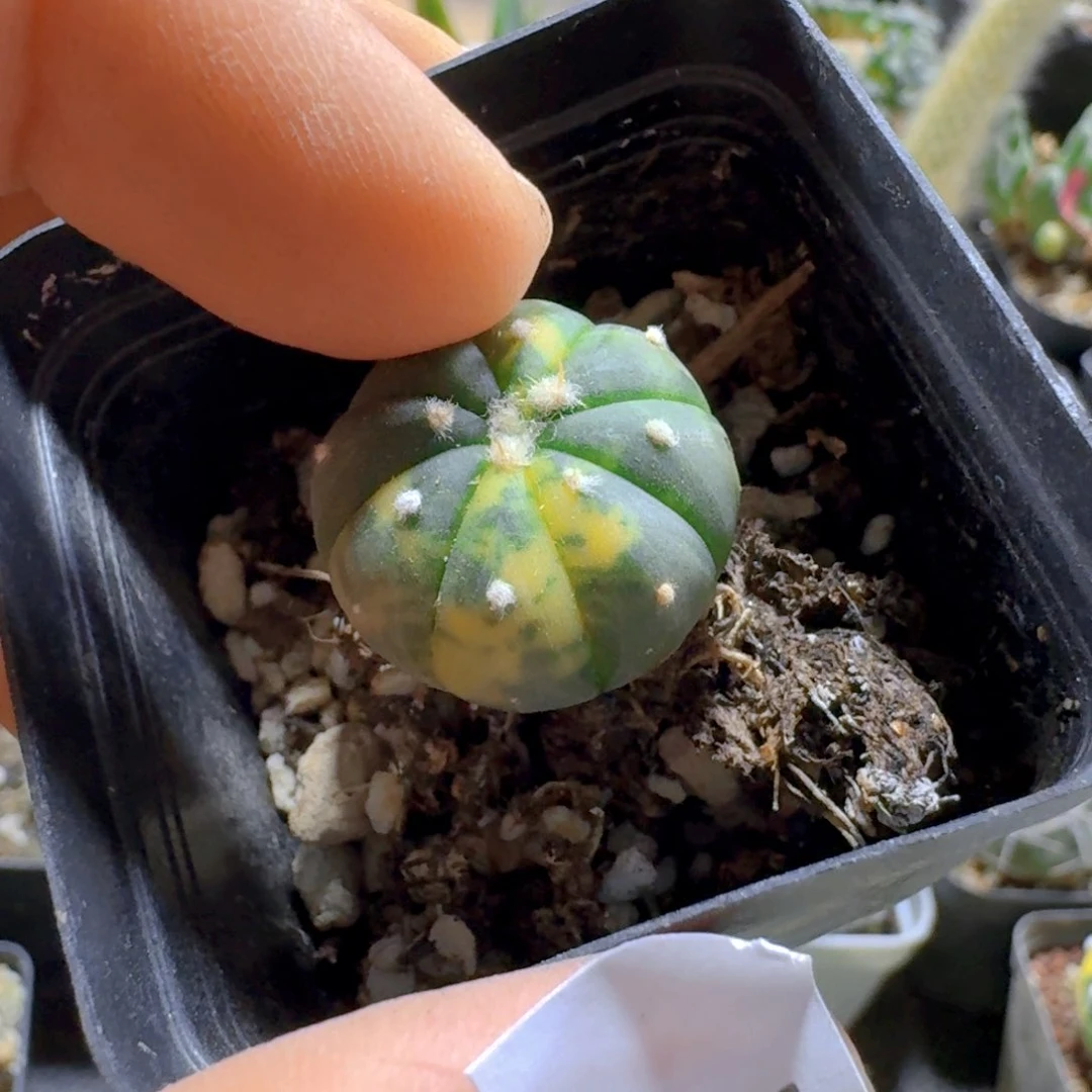 陈***鲸188兜锦脱土发货