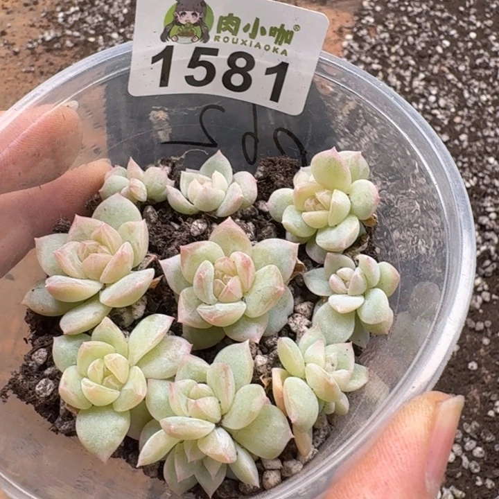 多肉植物多肉植物