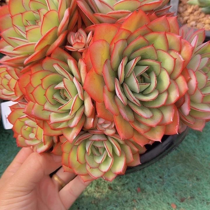 1404牡丹亭多肉植物