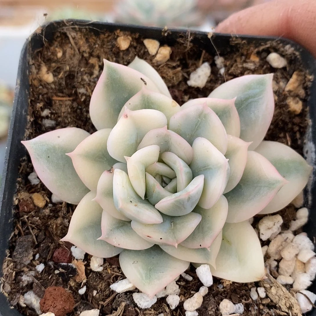 07131 月亮仙子白覆轮锦