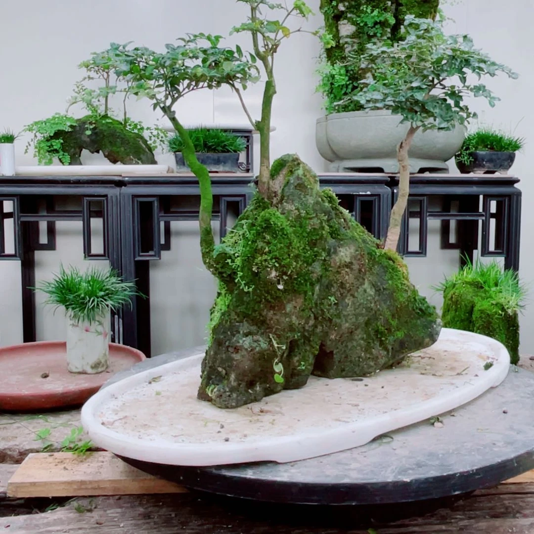 无铅玻璃那****听铁线蕨铁线蕨铁线蕨