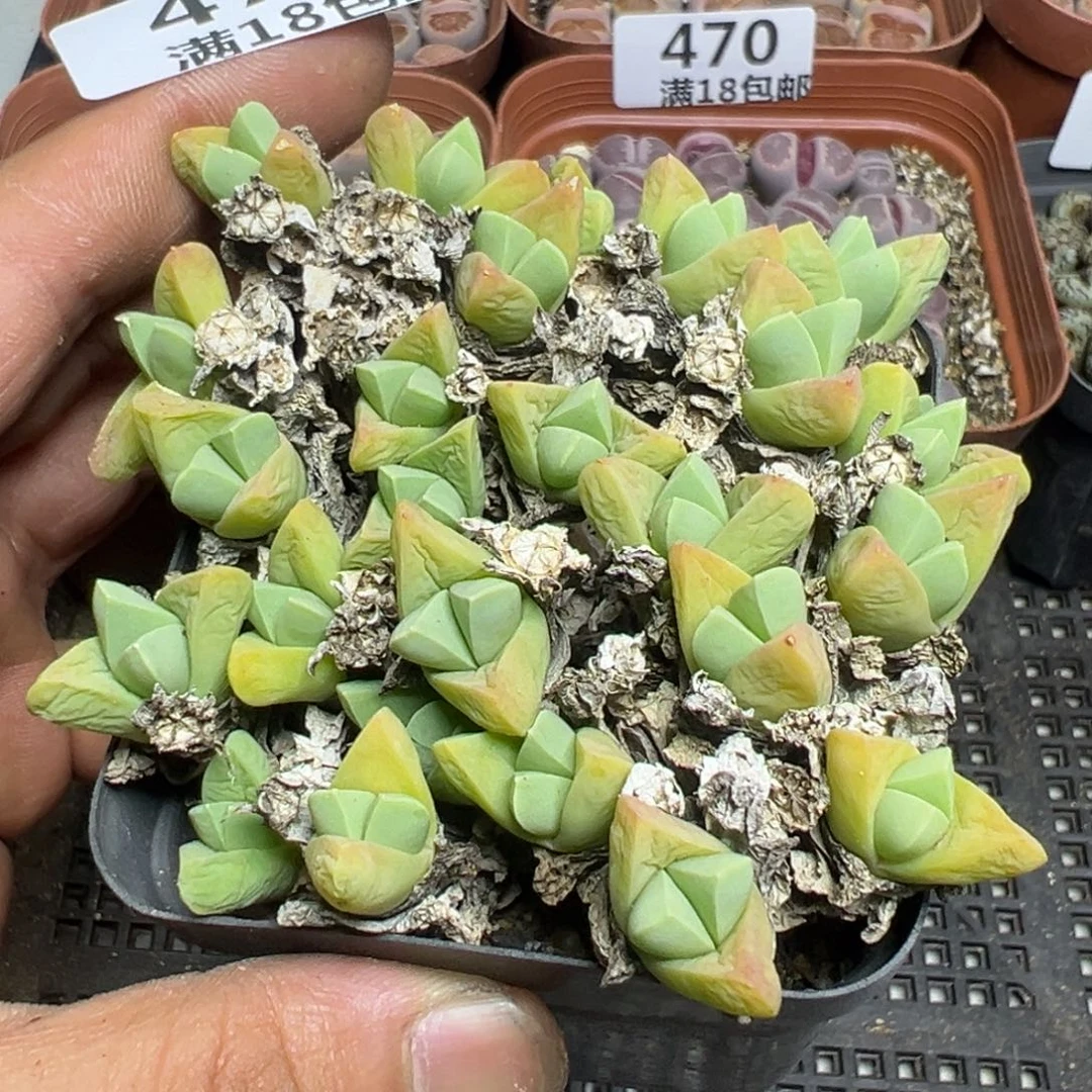 【闪购商品】 472。