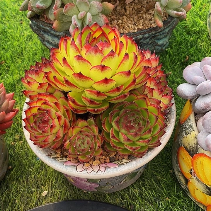 继***红多肉植物、捧花月亮石