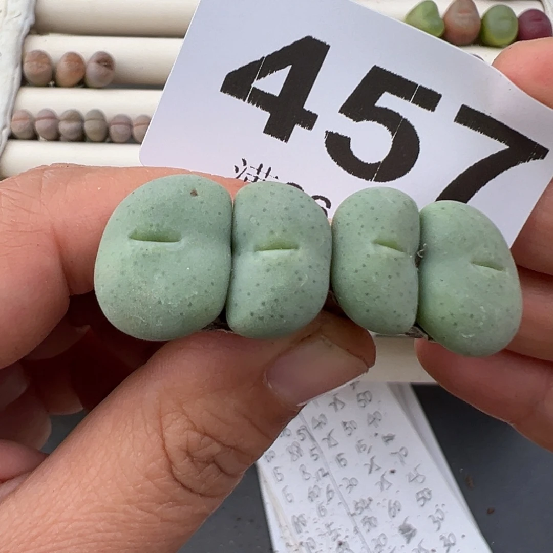 12.22好看的多肉脱土发货457