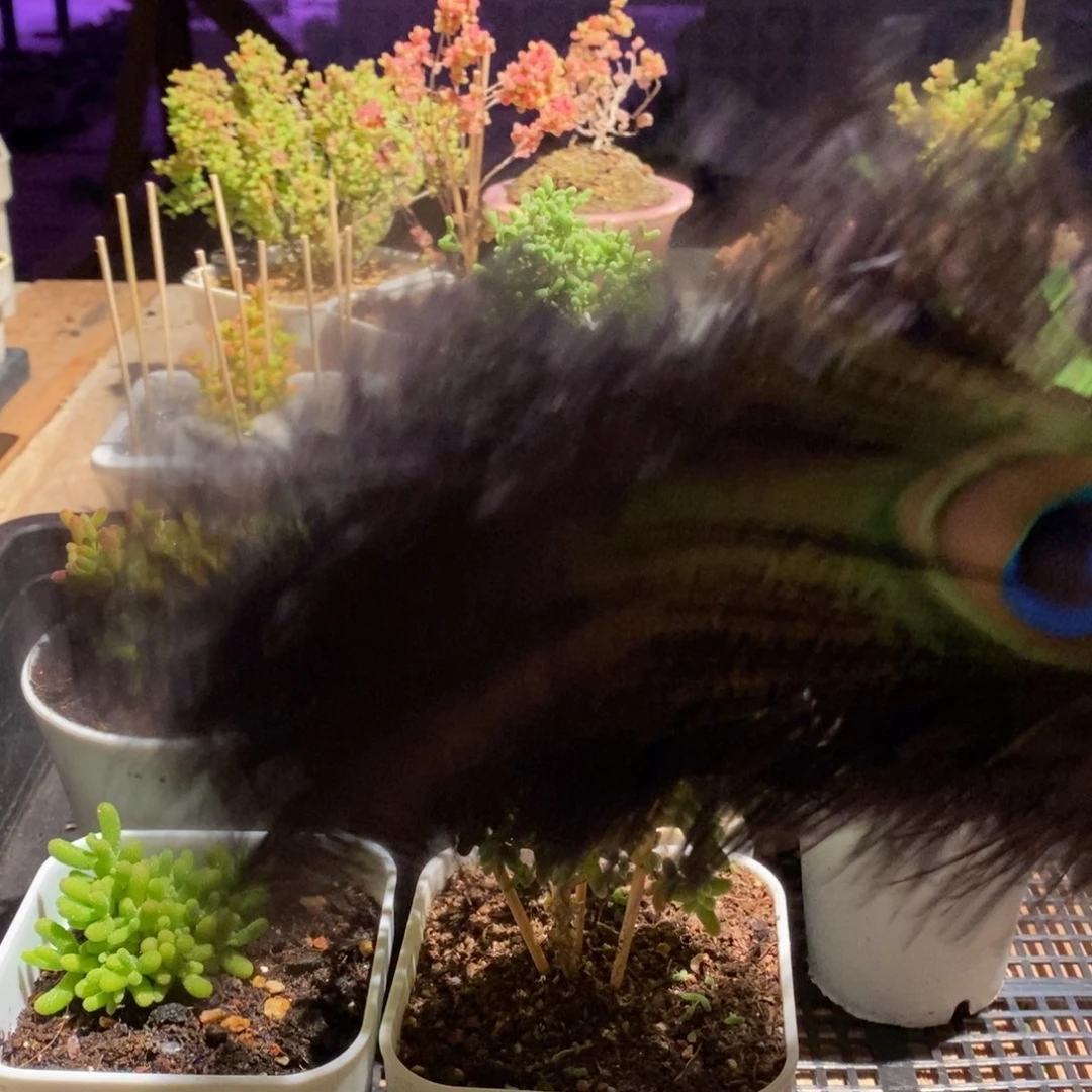 枝干番杏多肉植物819