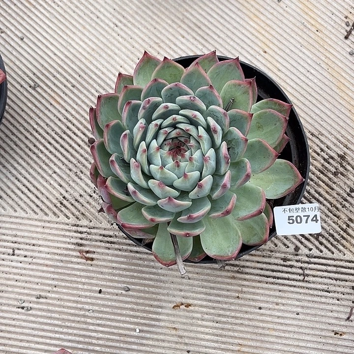 阿雅园艺。        5074吉娃娃