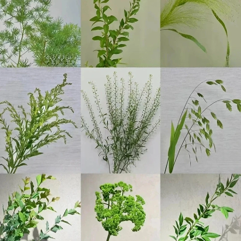 配草配花草花叶材【任意两单冷链】云南鲜花源头直发