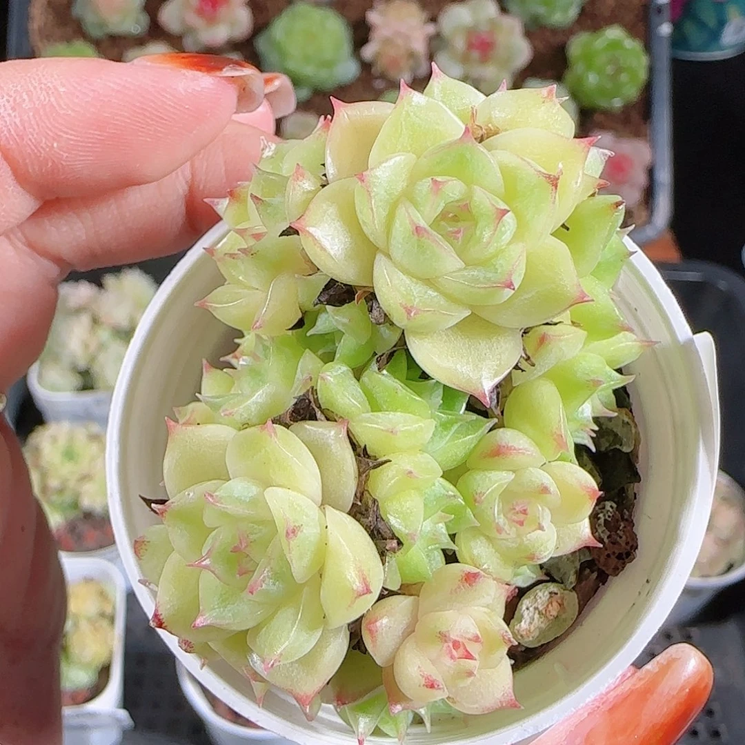 1025--420麦秆优选不包整