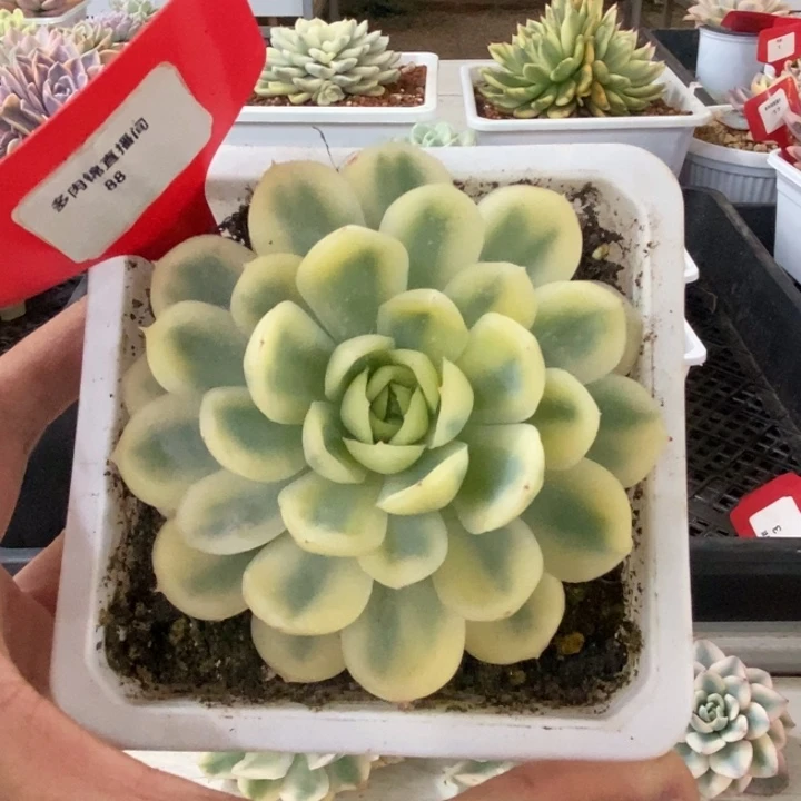 88号草莓冰锦多肉植物