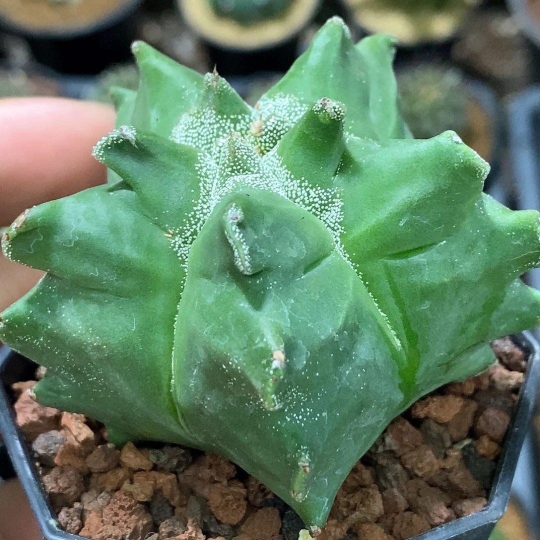 孤品实生特选株锯齿尤角尤鸾凤玉6.4cm