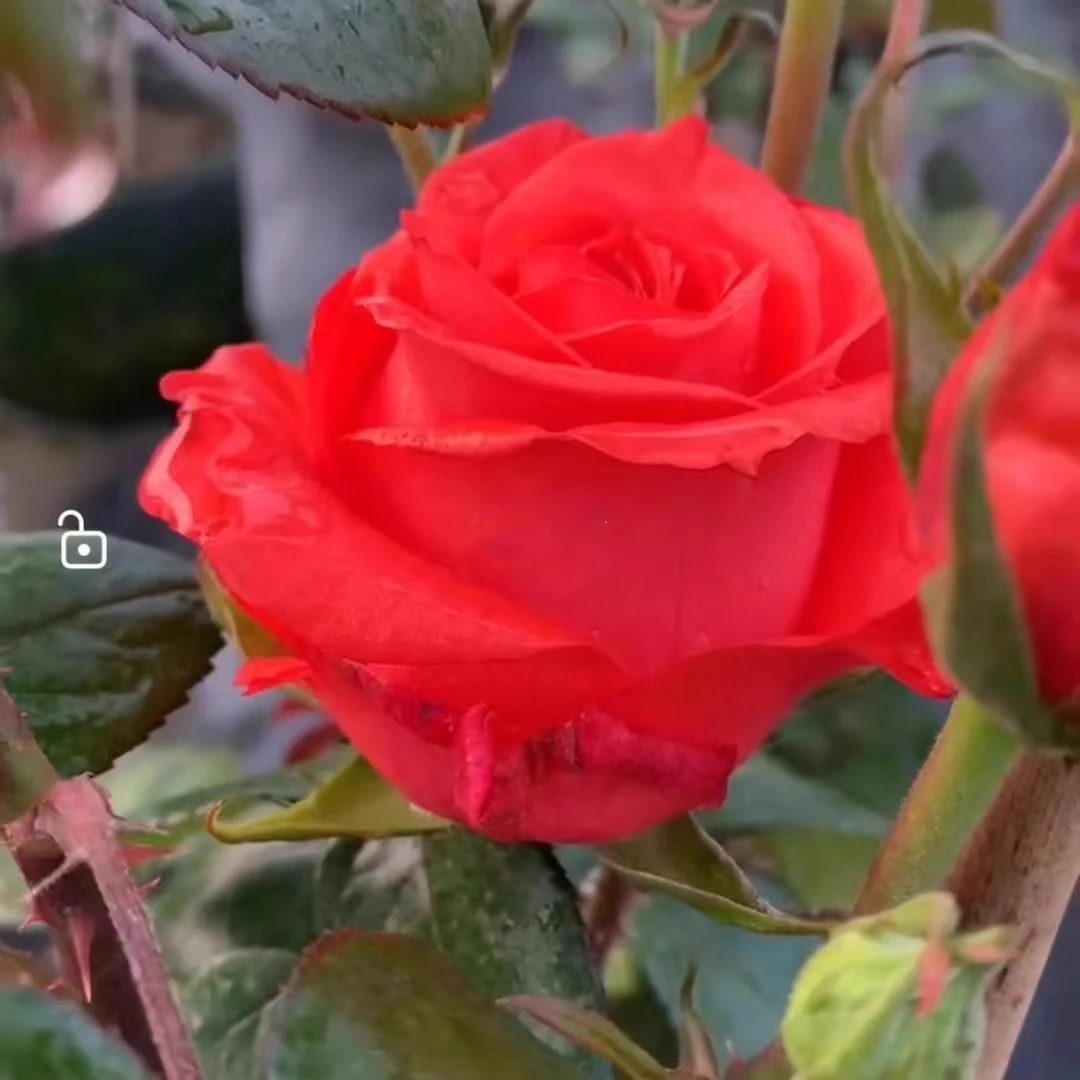 春霏阁（修行者 ）超新品勤花耐热切花月季