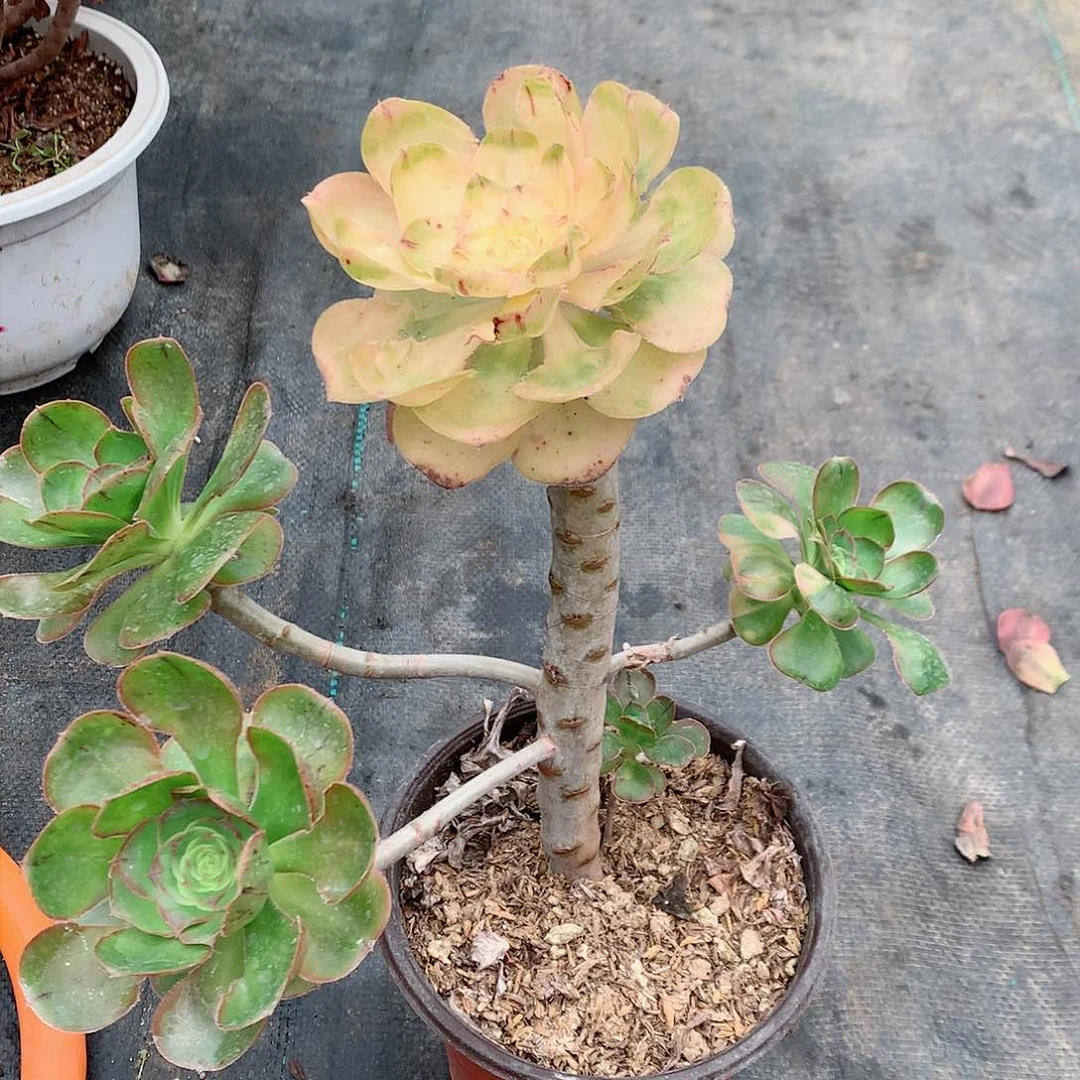 【闪购商品】✨️****艳资阴阳，多肉