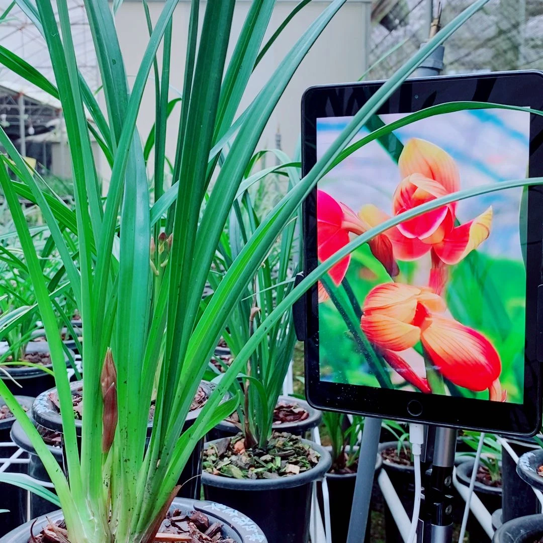 当前无花栽培后可以开花