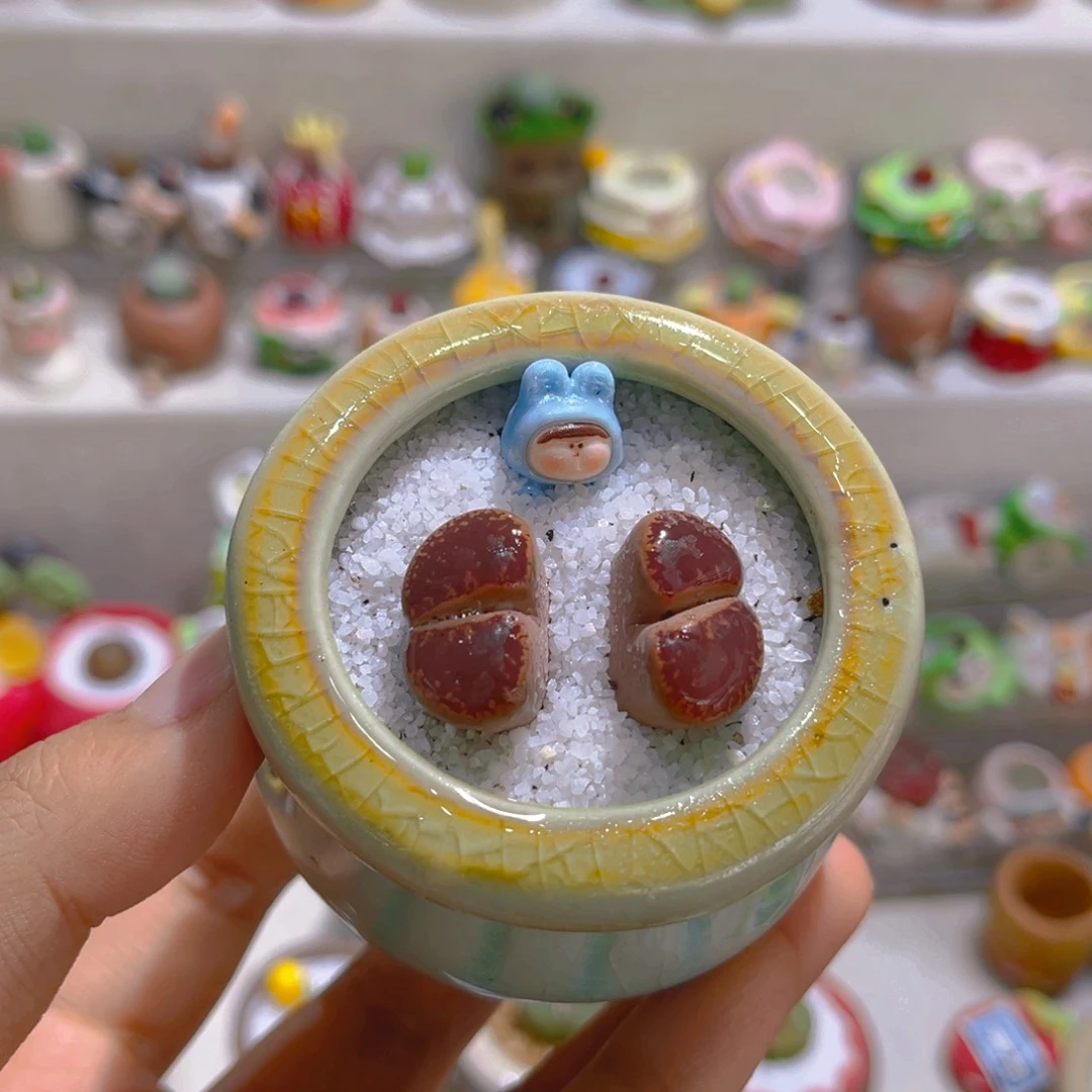 026高端多肉带盆土一套12