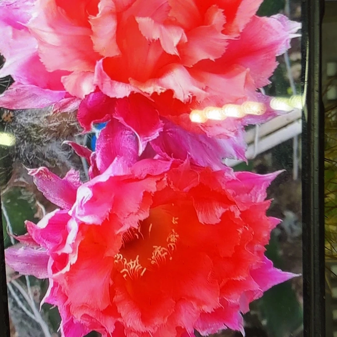 047彩侧牙20包邮仙人球13