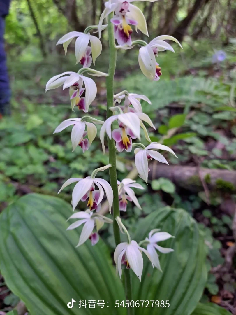 云南坡坡虾脊兰，绿植一物一拍